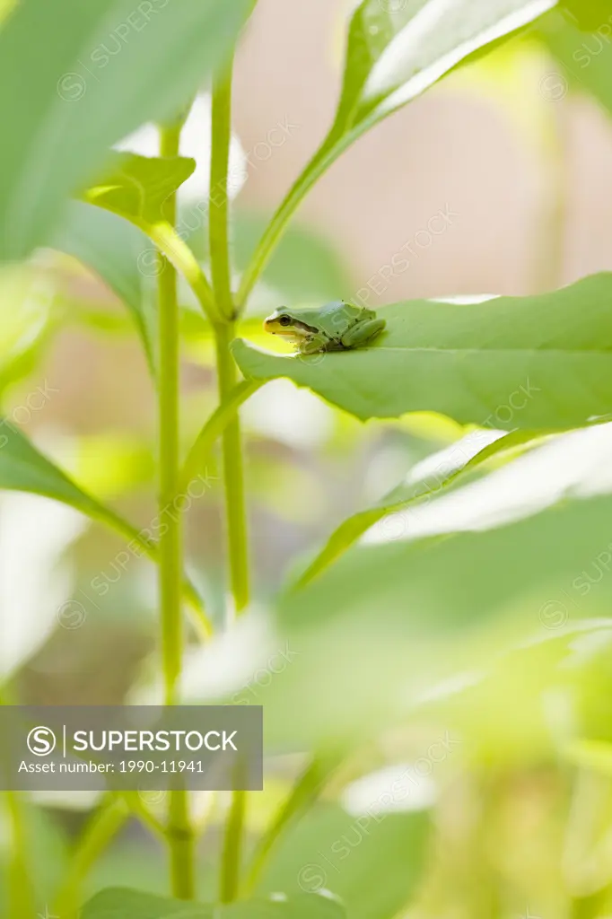 The Pacific Treefrog Hyla Regilla is quite common in B.C. They are small  frogs, up to 5 centimetres long, and may be any colour Stock Photo - Alamy