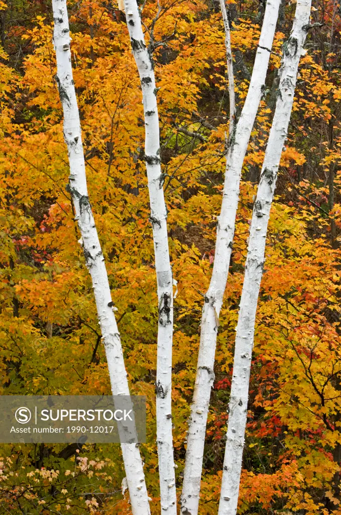 Maples and multistem white birch tree. Beaver Lake, Ontario, Canada.