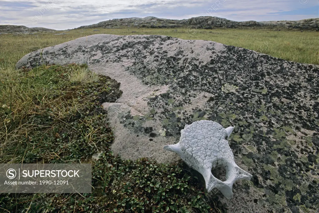 Bowhead whale bone near Thule archaeological site Ukkusiksalik