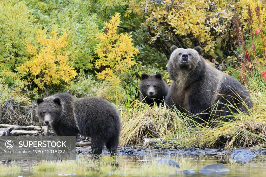 Grizzly bear family in fall colours along a river during salmon season, British Columbia, Canada