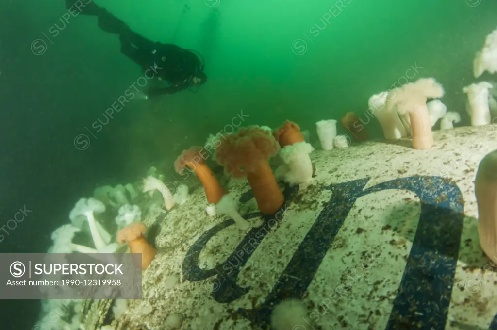 A scuba diver inspects the artificial wreck of a 737 Air Canada airplane, sunk near Chemainus, BC