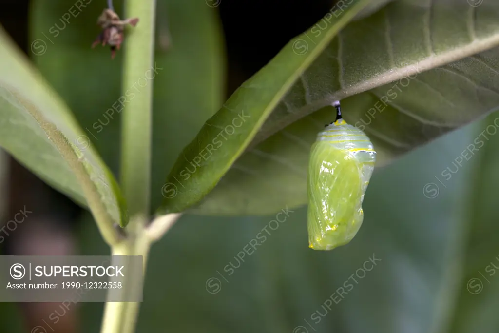 Monarch butterfly chrysalis attached to milkweed leaf. (Danaus plexippus). Near Thunder Bay, Ontario, Canada.