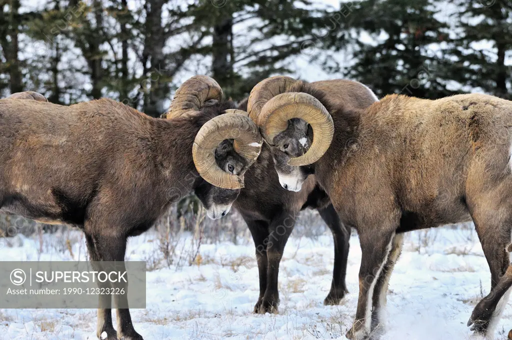 A group of Bighorn Sheep Ovis canadensis, challanging each other in a head butting contest in Alberta Canada.