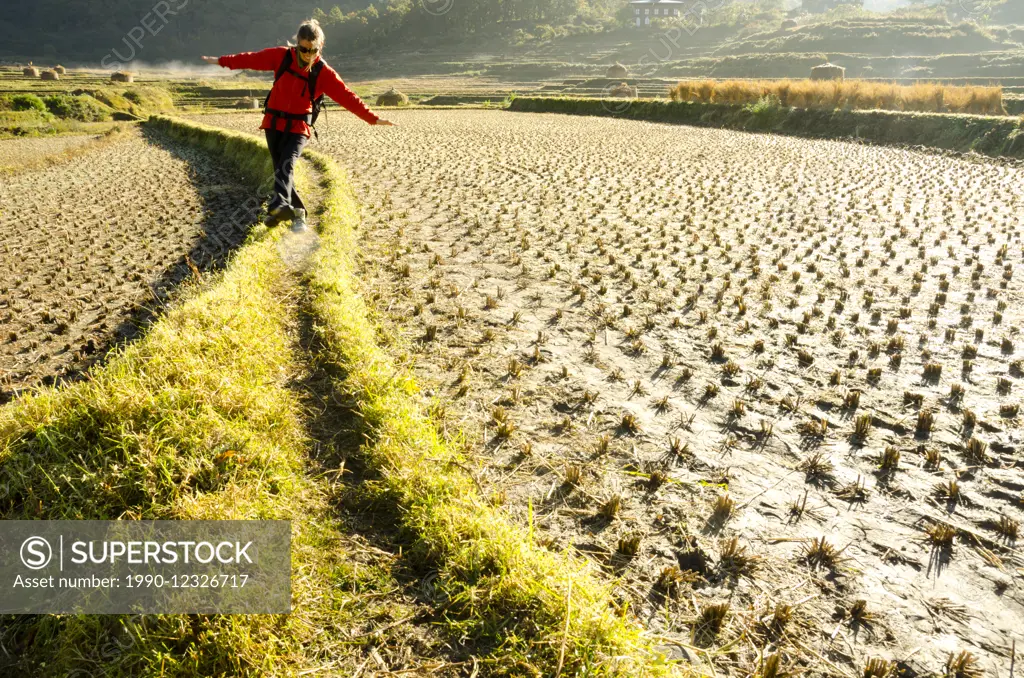 A young woman balances herself between rice paddies on a two day trek above Punakha, Bhutan