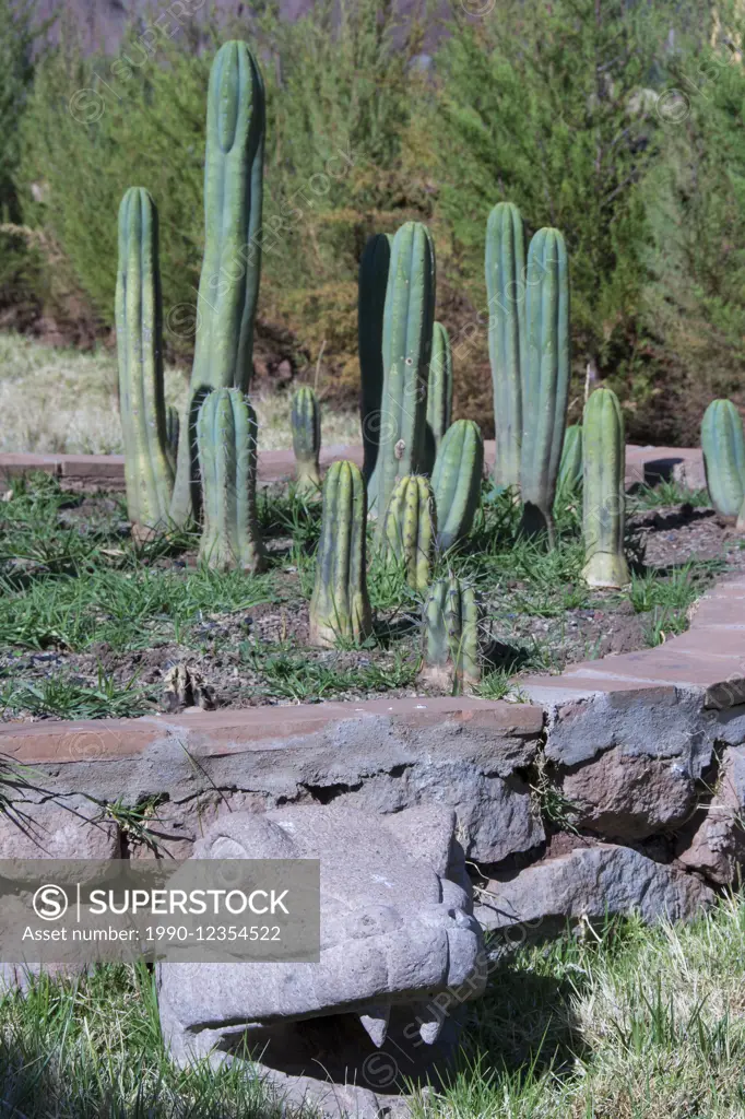 Psychoactive San Pedro Cactus locally named Wachuma, Pisac, Peru