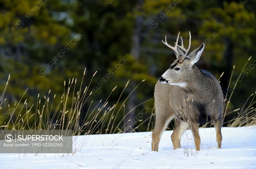 A mule deer buck 'Odocoileus hemionus' turning around to look where he has just come from.