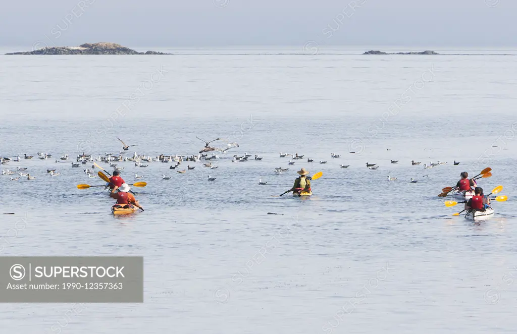 Kayakers head out of Telegraph Cove for a day's paddle on the waters of Johnstone Strait.