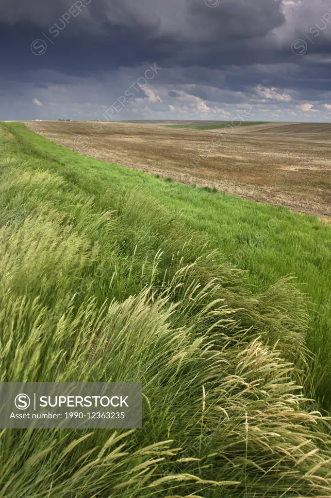 cropland near Lancer, Saskatchewan, Canada