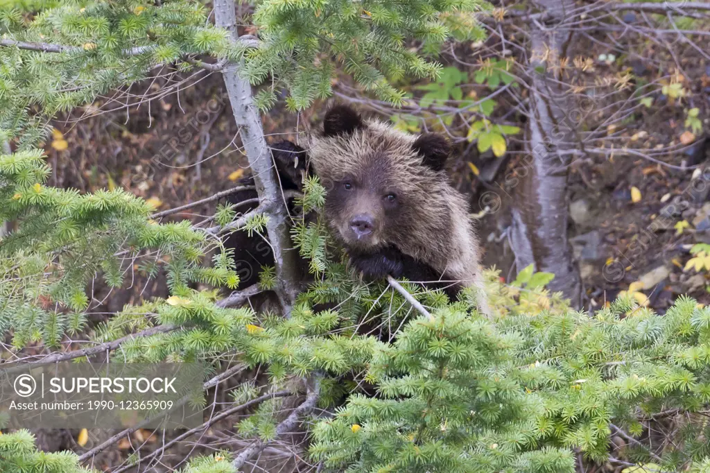Grizzly bear cub playing in a tree, British Columbia, Canada