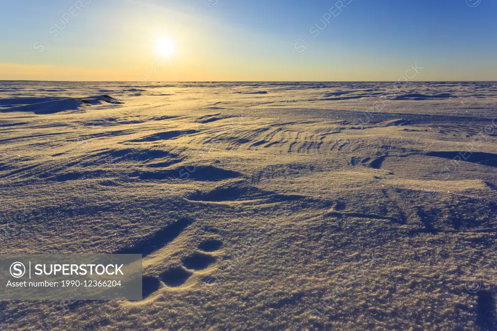 Polar bear tracks in Nunavut, Canada