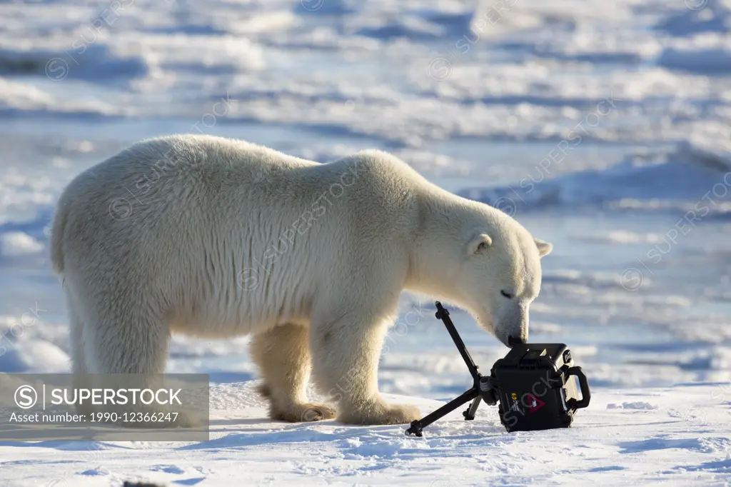 Polar bear, Nunavut, Canada