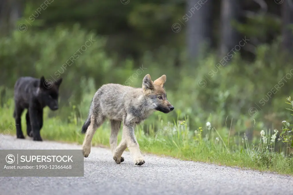 Wild wolf pup in the Canadian Rockies