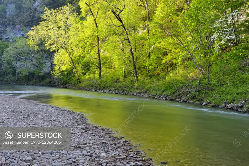 Spring foliage reflected in the Buffalo River at Pruitt Landing, Buffalo National River, Arkansas, USA