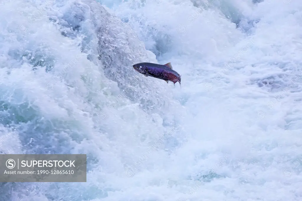 Salmon Jumping up rearguard falls, fraser river salmon run