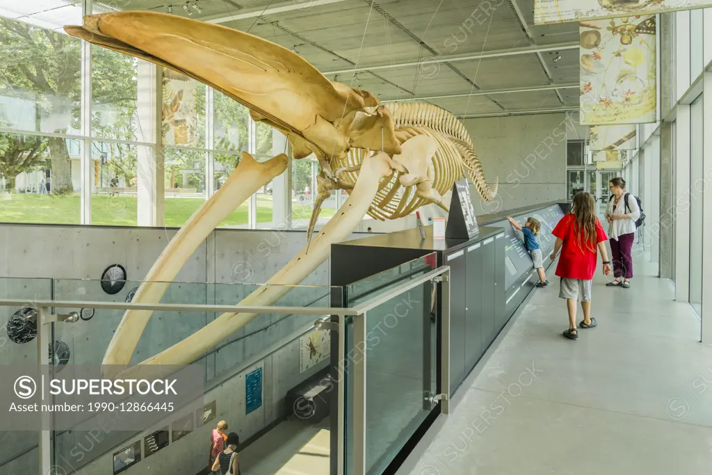 Blue Whale skeleton, Beaty Biodiversity Museum, UBC, Vancouver, British Columbia, Canada