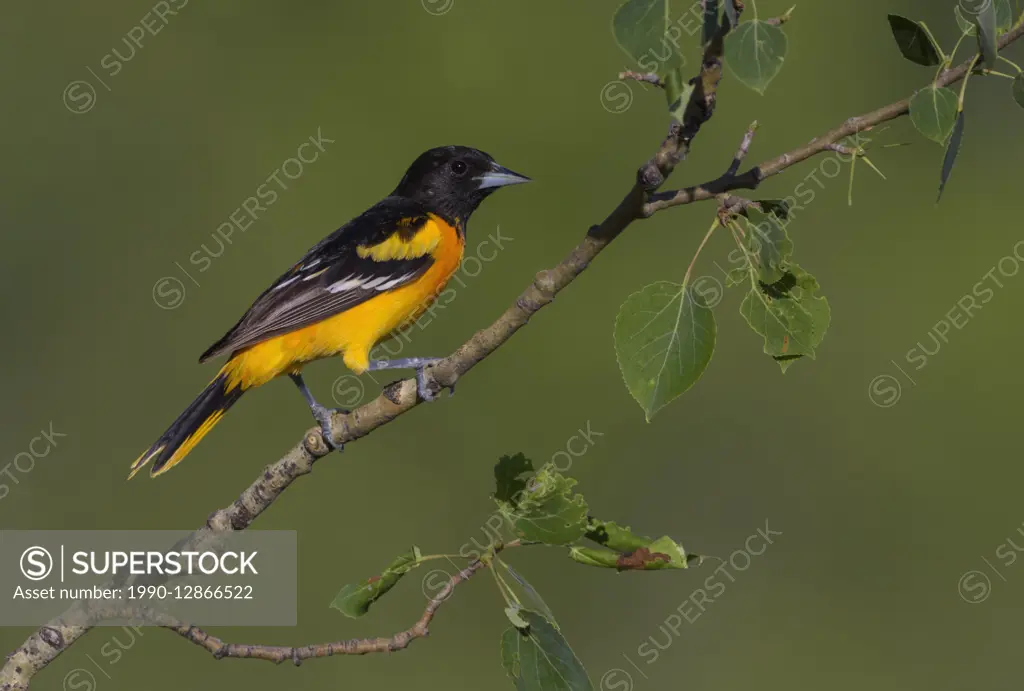 Male Baltimore Oriole on Quaking Aspen in Alberta