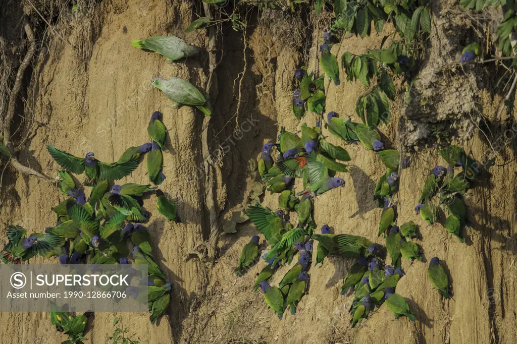 Blue-headed Parrot (Pionus menstruus) eating clay at a clay lick in Manu National Park, Peru.