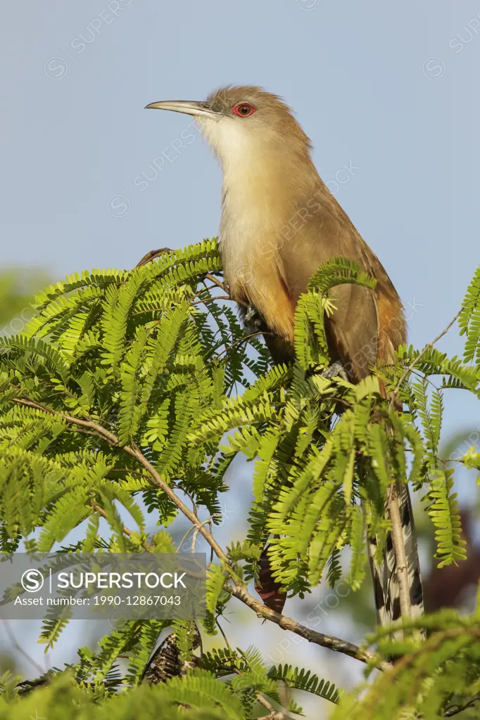 Great Lizard Cuckoo (Coccyzus merlini) perched on a branch in Cuba.