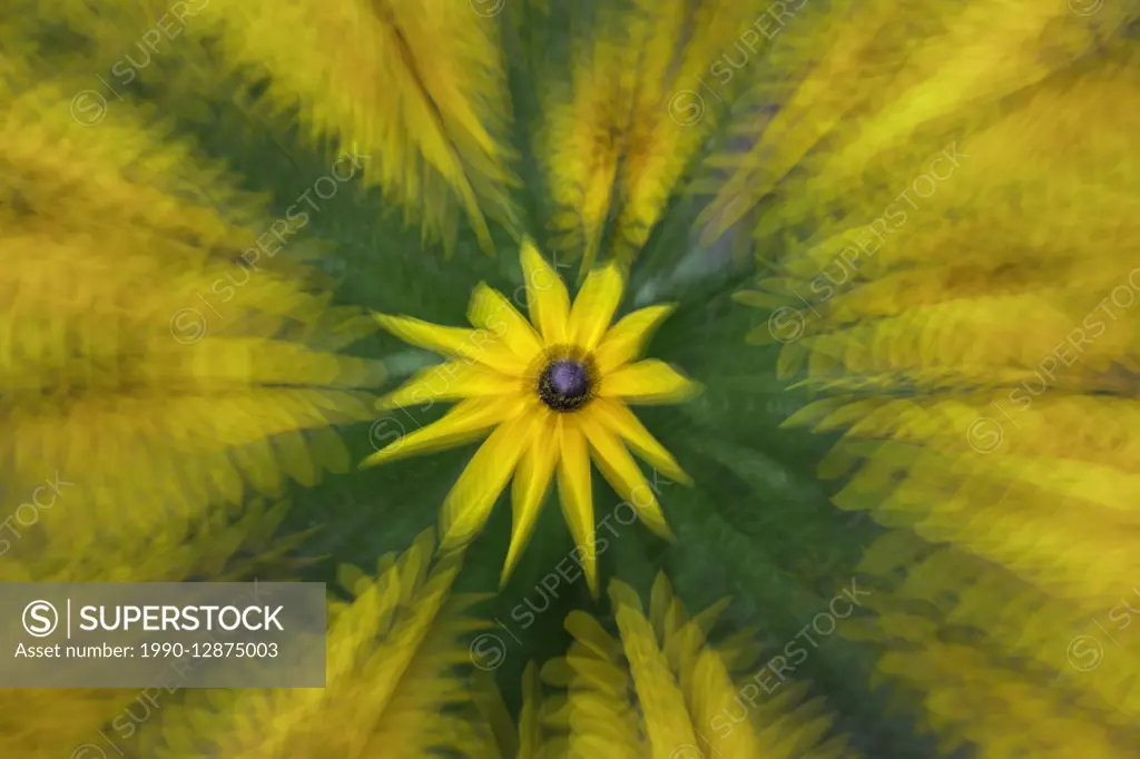 British Columbia, Canada, Brown-eyed Susan, gaillardia aristata, abstract,