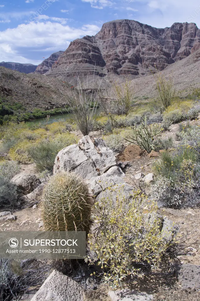 California barrel cactus, Ferocactus cylindraceus, Colorado River, Grand Canyon, Arizona, United States