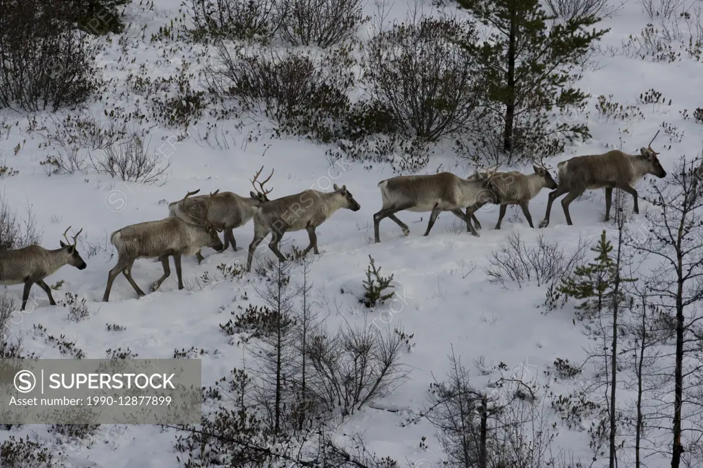 Migratory caribou, Rangifer tarandus, Fall migration, Nunavik, Quebec, Canada