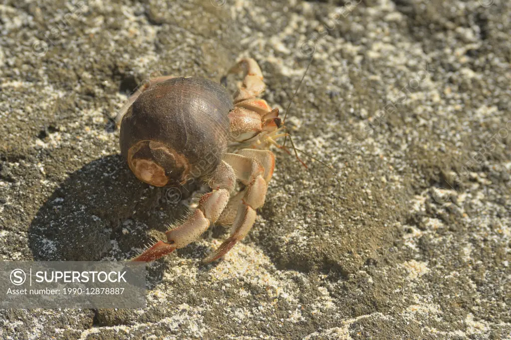 Hermit Crab (Coenobita compressus), Galapagos Islands National Park, Floreana Island, Ecuador