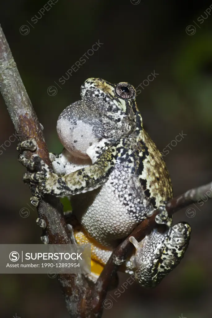 Male Gray Tree Frog (Hyla versicolor) with vocal sac inflated during spring breeding season in Muskoka near Rosseau, Ontario, Canada.