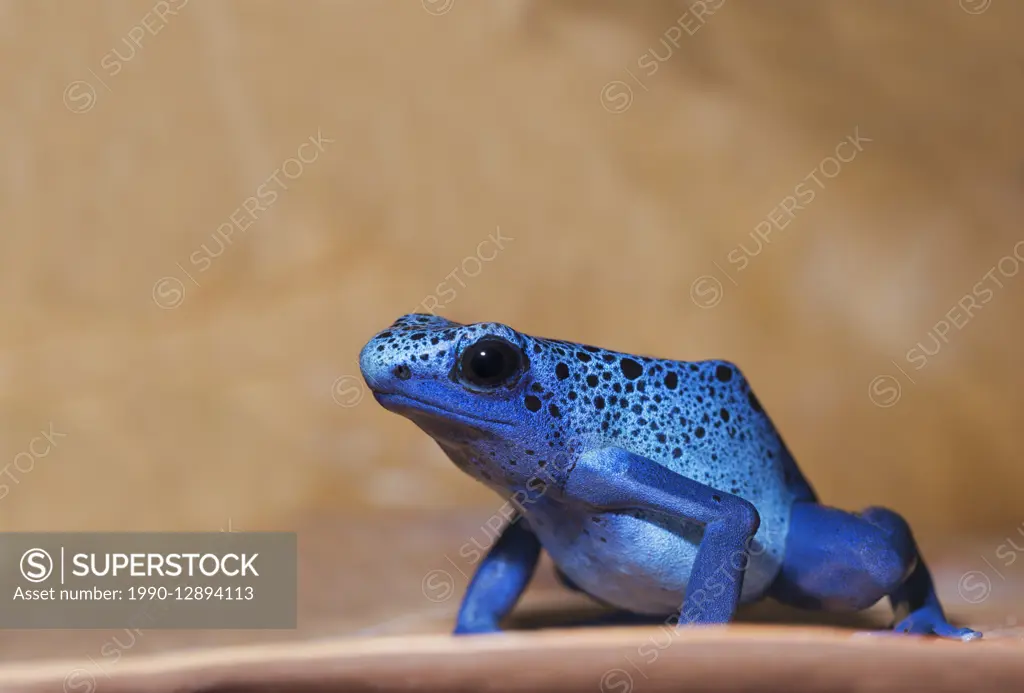 Azureus Dyeing Poison Dart Frog (Denbrobates tinctorius) - captive specimen. This poison dart frog is widespread throught the lowland forests of the G...