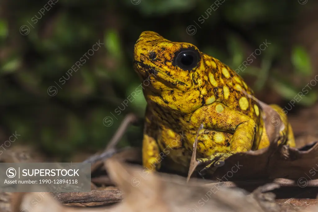 The Devil Poison Frog (Oophaga sylvatica) - captive. The Devil Poison Frog is endemic to southwestern Colombia and northwestern Ecuador.