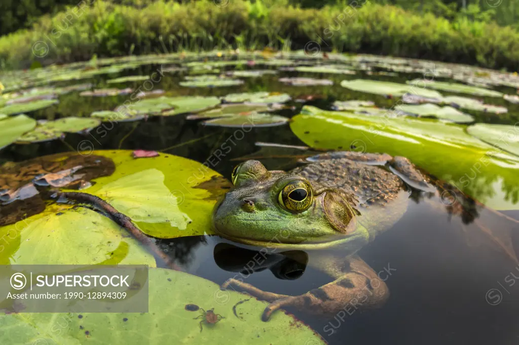 Bullfrog (Rana catesbeiana) in wetland on Horseshoe Lake in Muskoka near Rosseau, Ontario, Canada.