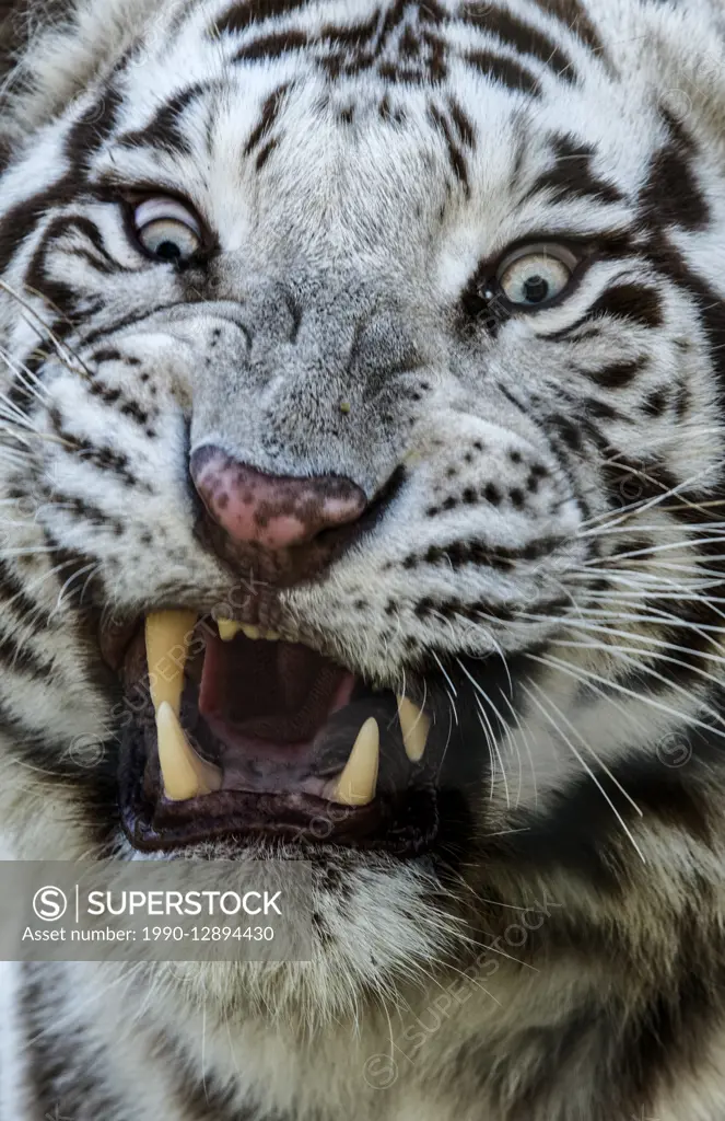 White Tiger snarling - captive