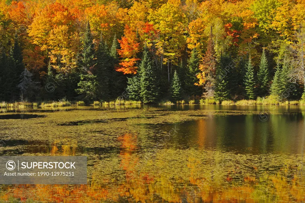 Autumn at Potash Lake Near Bancroft Ontario Canada