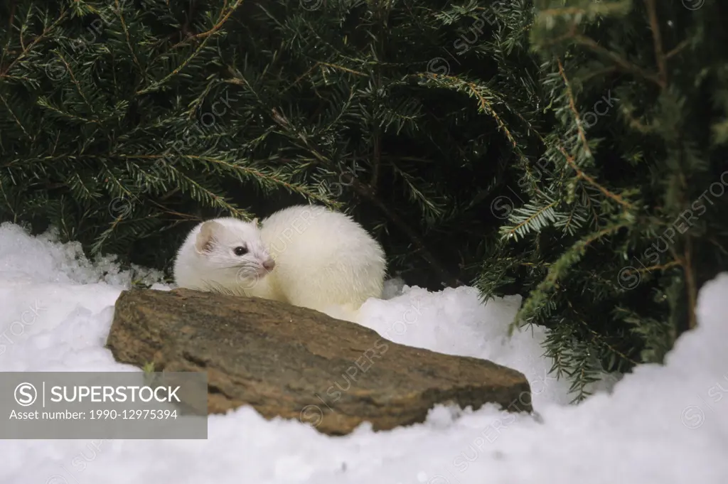 Short-tailed Weasel (Mustela erminea) Adult (Ermine) Central Ontario, Canada.