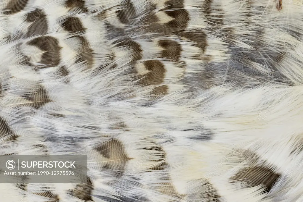 Ruffed grouse (Bonassa umbellus) plumage, Greater Sudbury, Ontario, Canada