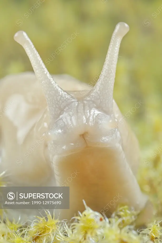 Banana slug (Ariolimax columbianus), temperate rainforest, coastal British Columbia, Canada.