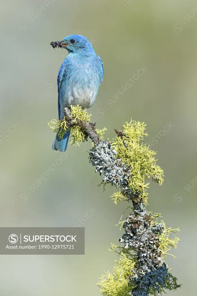 Male mountain bluebird (Sialia currucoides) delivering food to its nestlings in a tree cavity nest, southern Okanagan Valley, Britsih Columbia