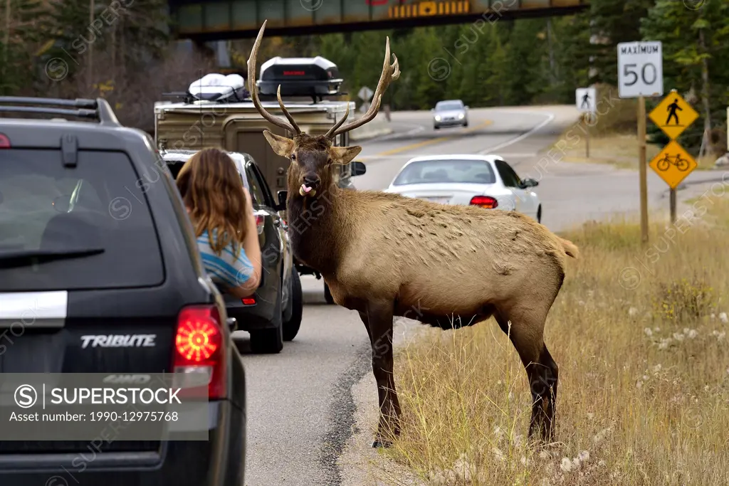 A wild bull elk Cervus elaphus; making funny faces as a young photographer tries to get a picture in Jasper National Park, Alberta, Canada