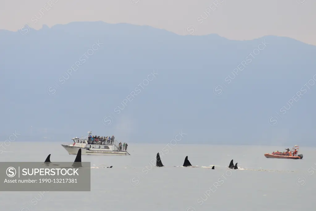 Orca whales, Orcinus orca, and whale watchers off Vancouver Island near Victoria, BC, Canada