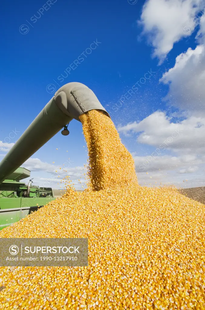 a combine harvester empties into a grain wagon on the go during the feed/grain corn harvest, near Niverville, Manitoba, Canada