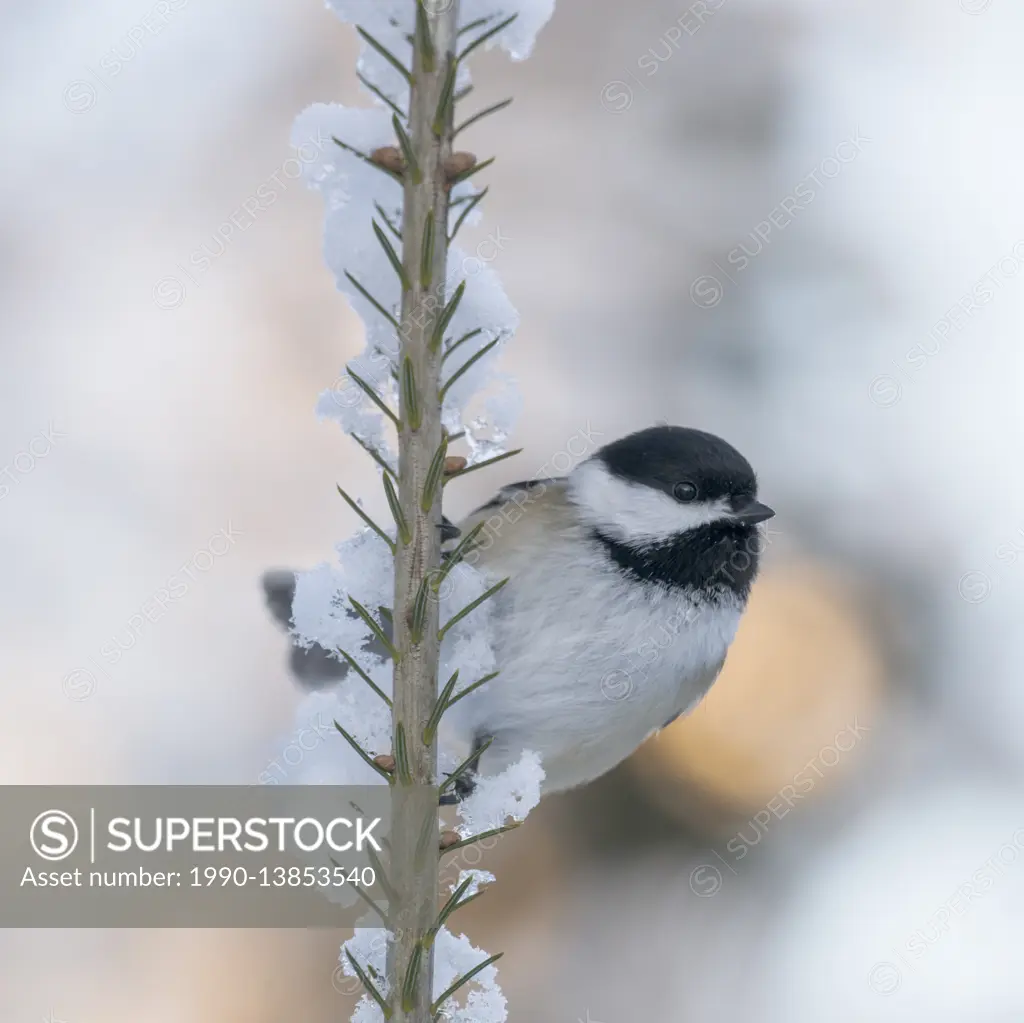 Black Capped Chickadee, Poecile atricapillus, Ontario, Canada