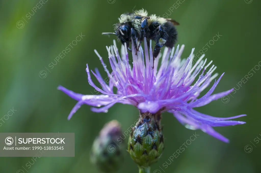 Bumble Bee on Swamp Thistle, Cirsium muticum, Ontario, Canada