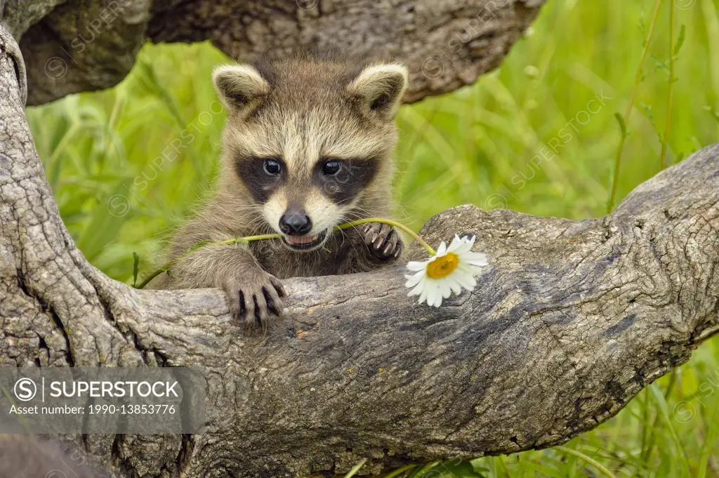 Raccoon (Procyon lotor) Baby exploring old stump, captive raised, Minnesota wildlife Connection, Sandstone, Minnesota, USA