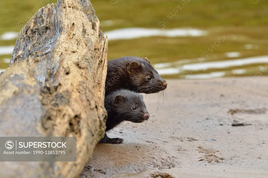 Mink (Mustela vison) Mother and pups, captive raised, Minnesota wildlife Connection, Sandstone, Minnesota, USA