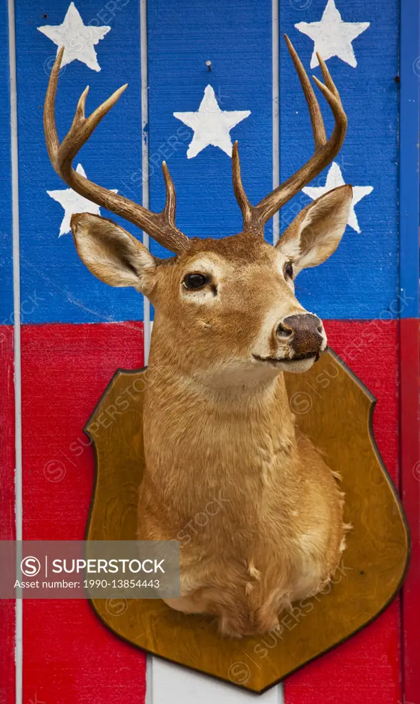 Deer head shoulder mount on a wall depicting a part of the American flag. Outside wall of a roadside eatery, Ketchikan, Alaska, U.S.A.