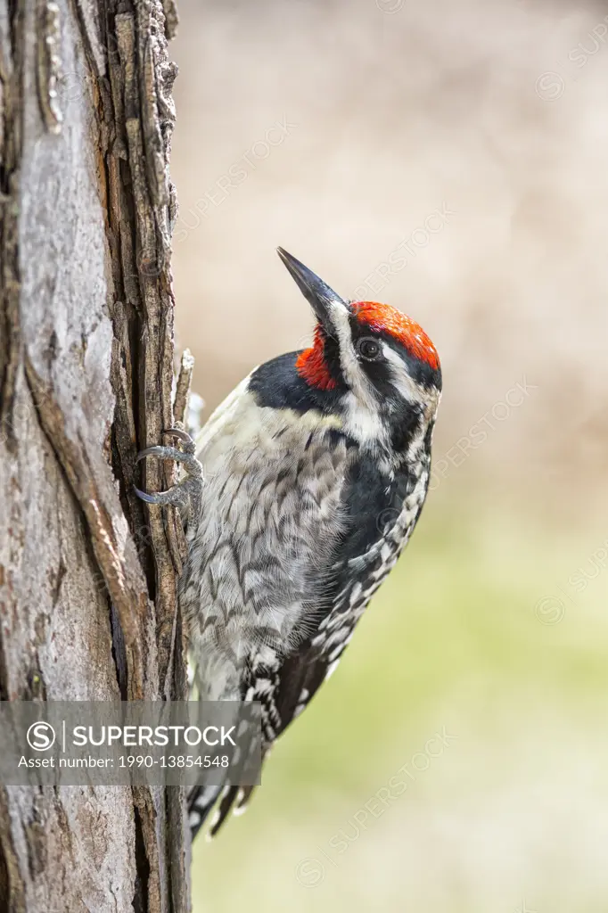 Yellow-bellied Sapsucker, Sphyrapicus varius, a mid-sized woodpecker, Beaudry Provincial Park, Manitoba, Canada.