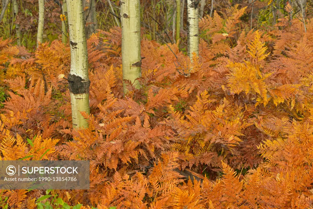 Bracken ferns (Pteridium aquilinum) and aspen tree (Populus tremuloides) trunks in autumn, Greater Sudbury, Ontario, Canada