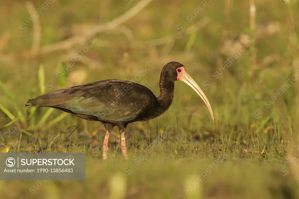 Bare-faced ibis (Phimosus infuscatus) feeding in a wetland area in the Pantanal region of Brazil.