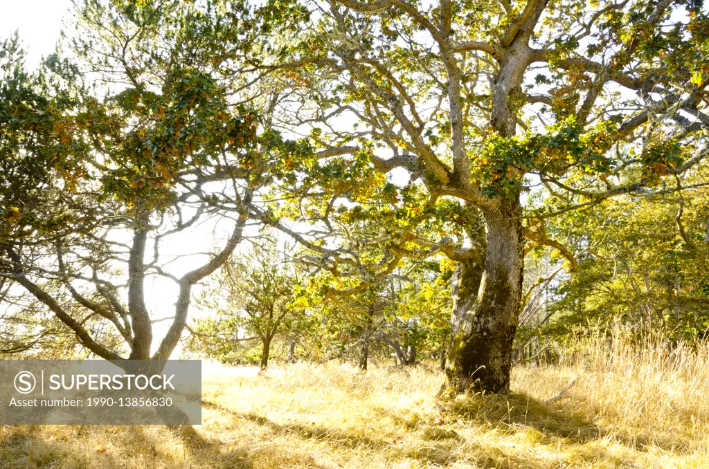 Garry Oak (Quercus garryana) trees in Helliwell Provincial Park, Hornby Island, BC