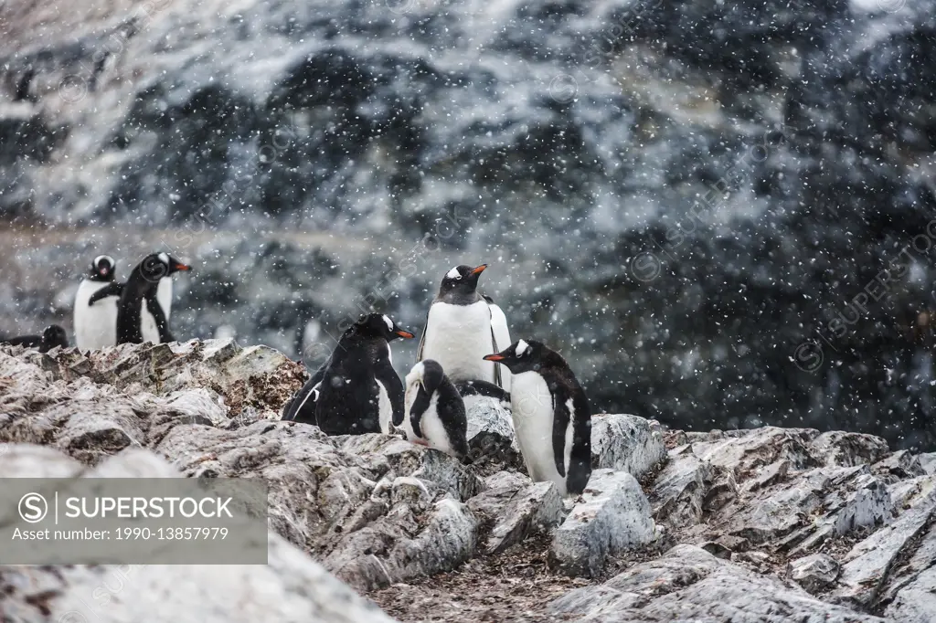 A breeding colony of Gentoo Penguins at Cuverville receives a dusting of snowfall, Antarctic Peninsula, Antarctica