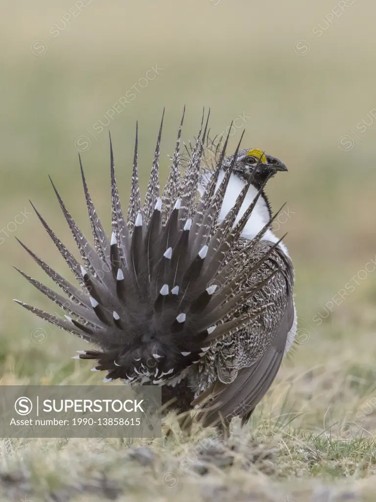 Sage Grouse male, Centrocercus urophasianus, displaying on lek, showing tale feathers from the rear, Montana, USA